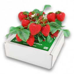 Ягодница Сказочный сбор