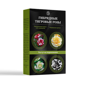 Тигровые розы в Балашихе