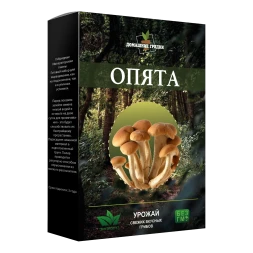 Домашняя грибница Опята