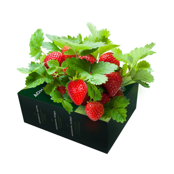 Домашняя ягодница &amp;quot;Кладовая природы&amp;quot; в Череповеце