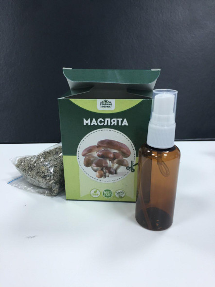 Домашняя грибница в Москве