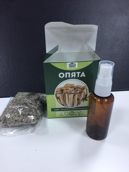 Домашняя грибница в Москве