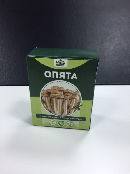 Домашняя грибница в Москве