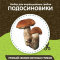 Домашняя грибница в Нижнем Новгороде 5