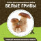 Домашняя грибница в Челябинске 8
