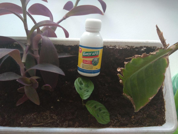 Биогард (Biogard) в Калининграде