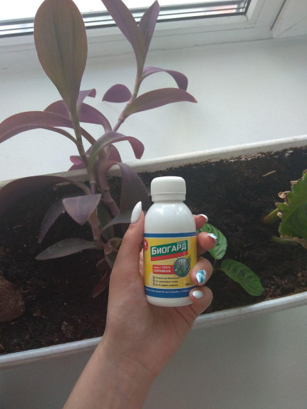 Биогард (Biogard) в Калининграде