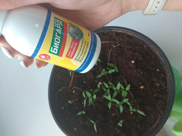 Биогард (Biogard) в Калининграде