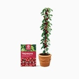 Мини-деревья Черешня в Ростове-на-Дону