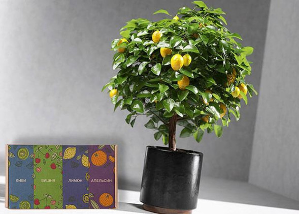 Мини-деревья Экодар в Санкт-Петербурге