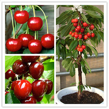 Мини-деревья Экодар в Санкт-Петербурге