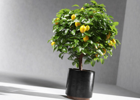 Мини-деревья Экодар в Санкт-Петербурге