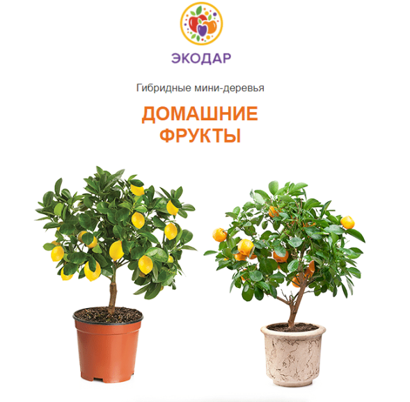 Мини-деревья Экодар в Санкт-Петербурге