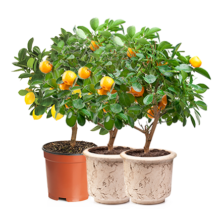 Мини-деревья Экодар в Санкт-Петербурге