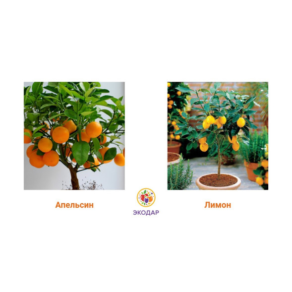 Мини-деревья Экодар в Санкт-Петербурге