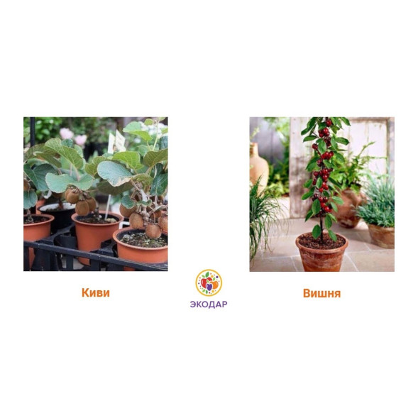 Мини-деревья Экодар в Санкт-Петербурге