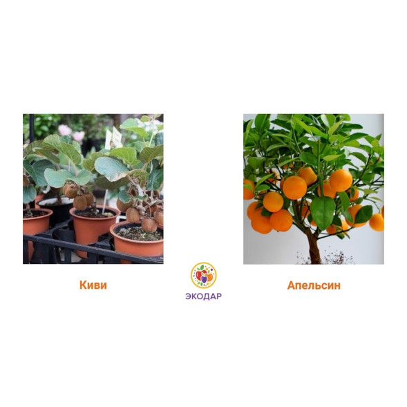 Мини-деревья Экодар в Санкт-Петербурге